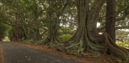 Norfolk Island Banyan - NSW T (PBH4 00 12029)